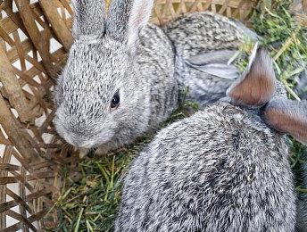 免费领取！ 生活模拟游戏《inZOI(云族裔)》试玩版上线